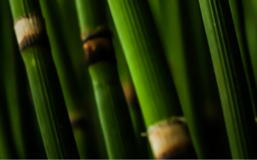 bamboo plants indoor